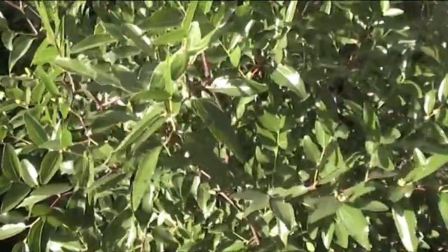зизифус  унаби - польза и красота