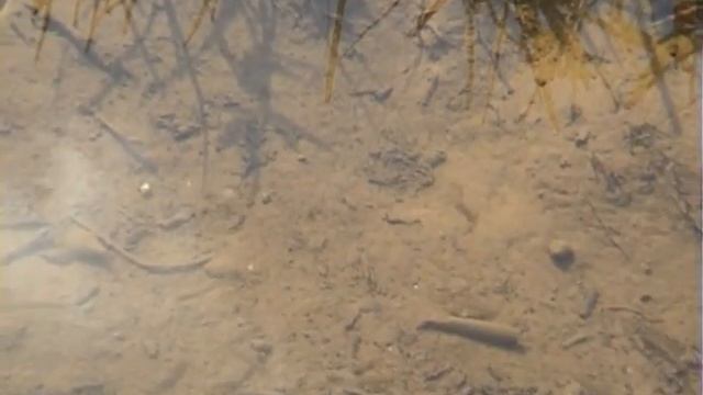 В окрестностях Дивьи.mpg смотреть онлайн