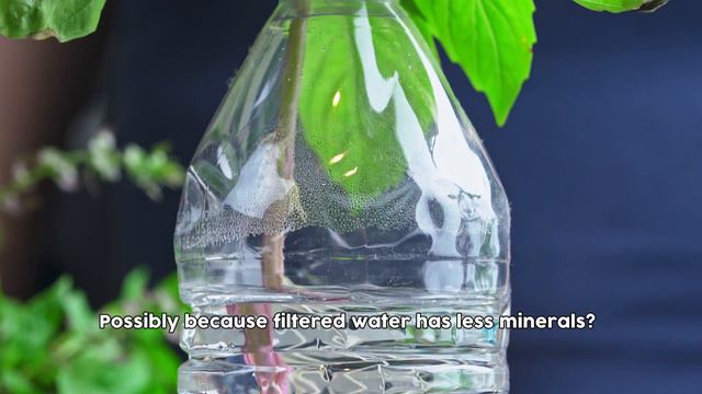 THAI BASIL: TAKE ROOT - our first gardening video! смотреть онлайн