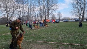 Монопородная выставка немецких овчарок, г.Белгород