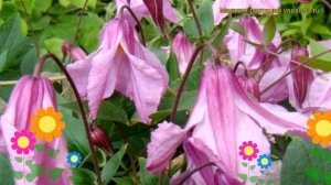 Клематис гибридный Аленушка. Краткий обзор, описание характеристик clematis Alyonushka