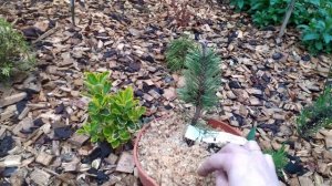 Часть 1. Распаковка хвойных растений из питомника "Знак земли"