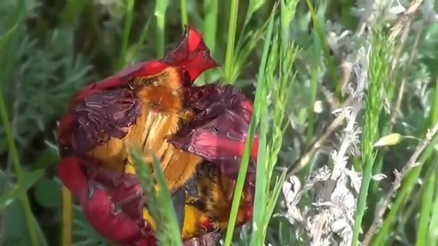 В Ростовском заповеднике цветет степь