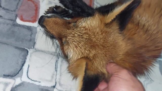 Воспитываем лису Лесю смотреть онлайн