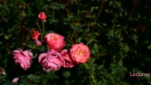 Прогулка по саду   Начало второго цветения роз