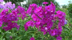 ФЛОКС  метельчатый ЯЛТИНСКАЯ НОЧЬ – автор Казаков Б.Г.  2001г