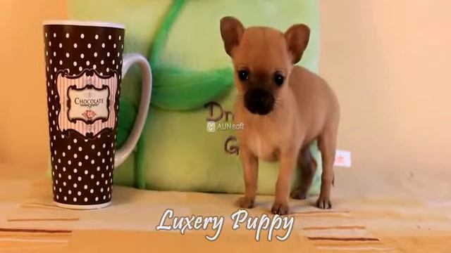 Cute male Super Mini Chihuahua for sell from de'Grande Luxery Puppy смотреть онлайн
