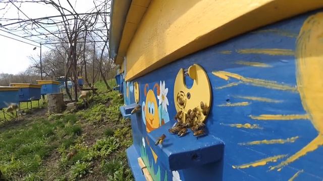 Как пчёлы ранней весной несут пыльцу с клёна .aab.