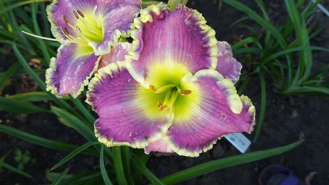 Лилейник BLUE EYED ANGEL смотреть онлайн