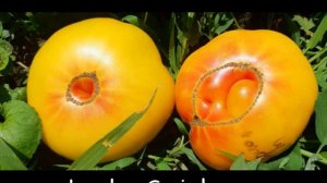 ТОМАТНЫЕ ГНОМЫ - МОЯ ЛЮБОВЬ!