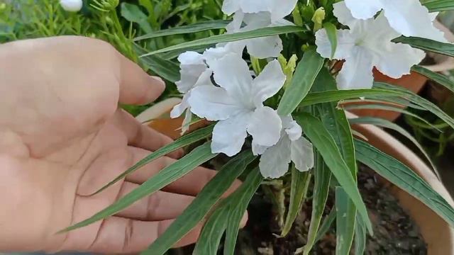 Mexican Petunia plant care..!! permanent plant# spring смотреть онлайн