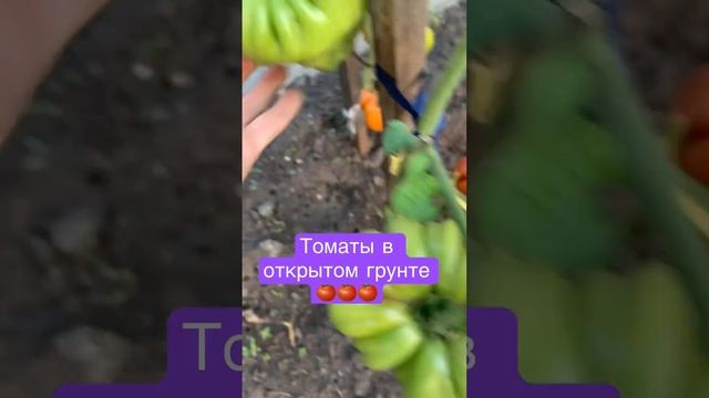 Томаты в открытом грунте ???