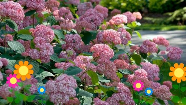 Гортензия древовидная Pink Percussion. Краткий обзор, описание характеристик, где купить саженцы смотреть онлайн