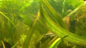 FATHER FISH'S 22 YEAR OLD FISH TANK, OLD FAITHFUL