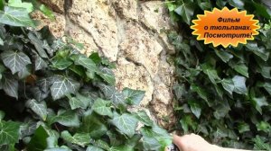 Плющ  украшение стен домов.  Портит ли плющ стены дома?