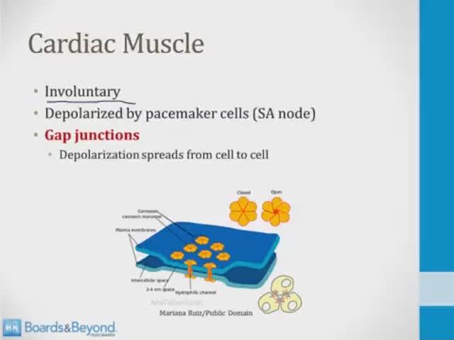 Опорно-двигательный аппарат USMLE - 2. Клеточная биология - 2.Сердечная мышца