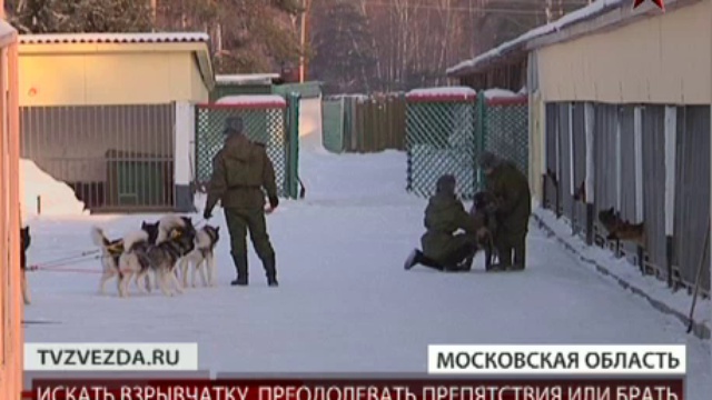 В кинологическом центре &#171;Красная звезда&#187; проходят зимние тренировки собак