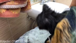 40 блох на 4 котенка. Как правильно помыть маленьких котят