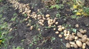 Дедовский метод уборки картофеля, советы по хранению/Сельское подворье на Урале
