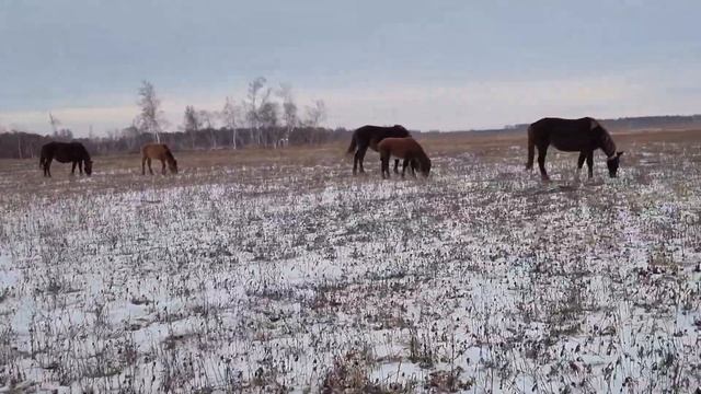 #лошади как бизнес. #кумыс. #қымыз бизнесі смотреть онлайн