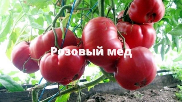 8 лучших крупноплодных томатов для открытого грунта и теплиц смотреть онлайн