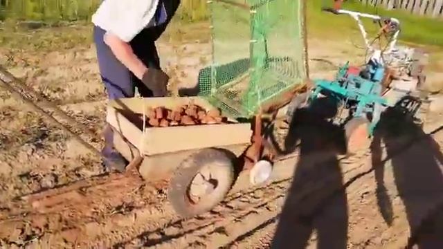 Копка картофеля мотоблоком. 19 января 2020 г. смотреть онлайн