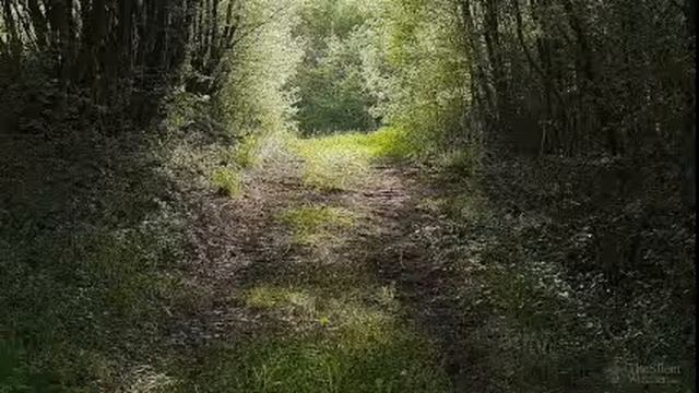 Расслабляющее видео и звуки природы. Зачарованный лес. #релакс#пениептиц#музыкадлядуши #музыкадлясн