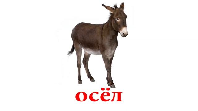Домашние животные. Карточки Домана. Обучающие карточки для детей