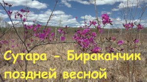Сутара Бираканчик поздняя весна 2020 года