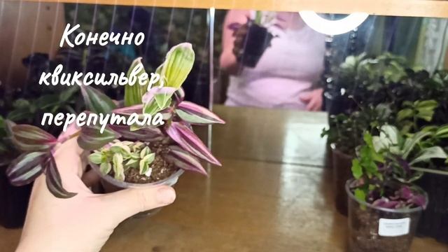Обзор сортов традесканций и каллизий. Композиции, садики