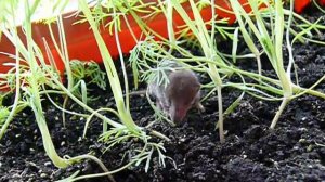 Мышонок (Землеройка) в укропе