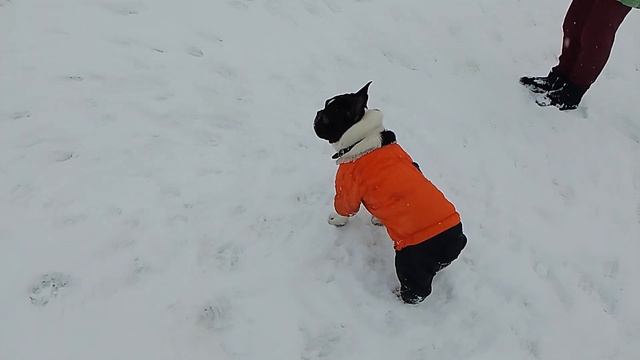 Французский бульдог играет с щенком добермана. смотреть онлайн