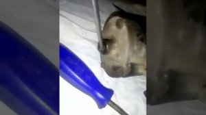 Ремонт стартера гольф 2
