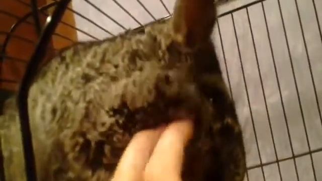 СУПЕР МИЛАЯ ШИНШИЛЛА смотреть онлайн