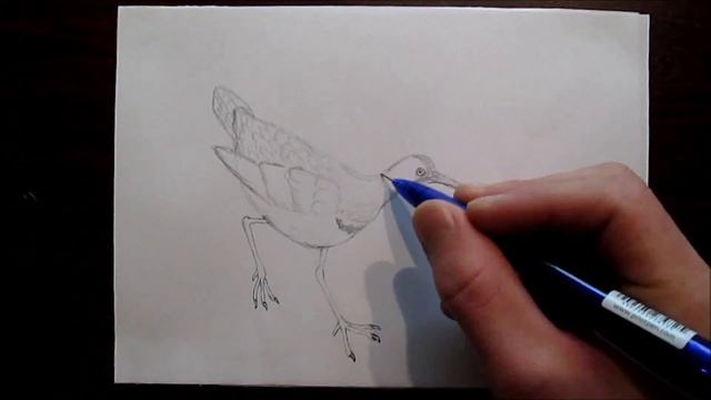 Ibisbill, drawing. Серпоклюв, рисунок смотреть онлайн
