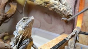 Плащеносная ящерица - Frilled Lizard (Энциклопедия животных)