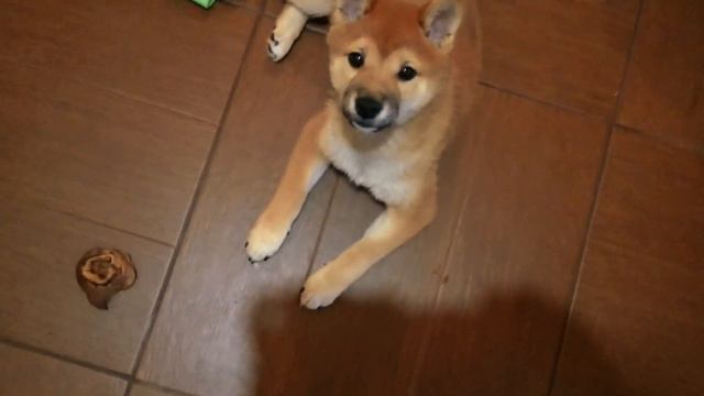 July Shiba puppy & cat Tos'a смотреть онлайн