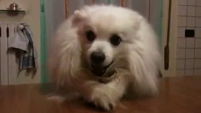 Il volpino della savana смотреть онлайн