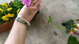 Балкон. Цветы на балконе. Озеленение открытого балкона.