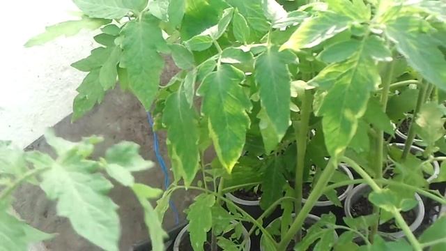 Теплица - огурец Ленара - 2 недели после всходов смотреть онлайн