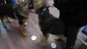 puppies German shepherd. Щенки овчарки играются