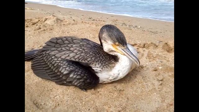 Почему местные дагестанцы не купаются в Каспийском море / Caspian Sea - you can not swim! смотреть онлайн