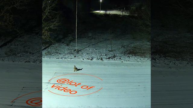 Шоколадный заяц. Пьер Нарцисс (название песни) смотреть онлайн