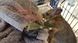 Малыш Опоссум Ест Фруктовое Пюре. Baby Possum Is Eating Baby's Food