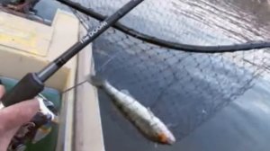 Моя рыбалка. Альпийская деревня. Часть 1