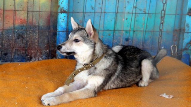 Бедного, скулящего щенка в мешке кинули к дверям приюта... смотреть онлайн