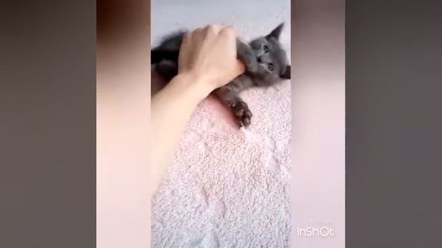 Котята. Серая масса смотреть онлайн