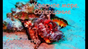 Красное море. Созерцание