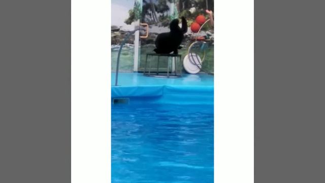 Бердянск Дельфинарий "Немо". Океанариум. Лето 2020 смотреть онлайн