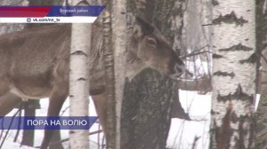 Проект «Восстановление лесного северного оленя» реализуют сотрудники Керженского заповедника